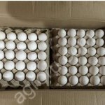 Яйцо куриное оптом от производителя