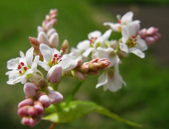 В Украине по состоянию на 9 февраля в наличии имеется 36,4 тыс. тонн гречихи