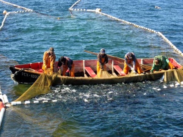 В пик летней путины проходят проверки деятельности предприятий Ямала