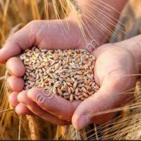 Пшеница озимая кормовая.