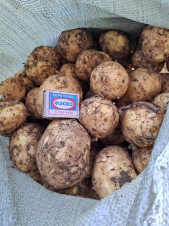 Картофель Коломбо 2025 года от производителя