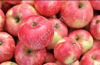 Домашние яблоки