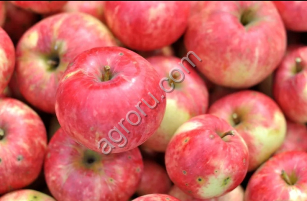 Домашние яблоки