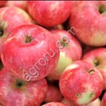 Домашние яблоки