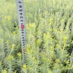 Сеянцы ели ЗКС сосны ЗКС