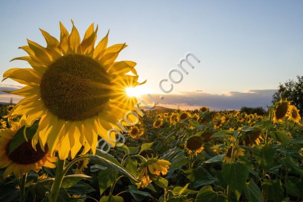 Жмых подсолнечный 36-37% на а.с.в.