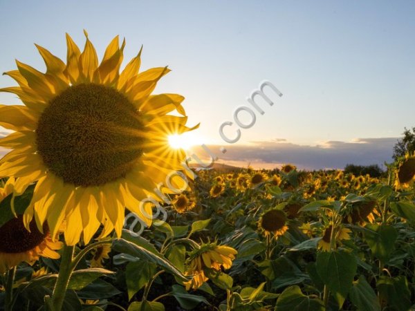 Жмых подсолнечный 36-37% на а.с.в.