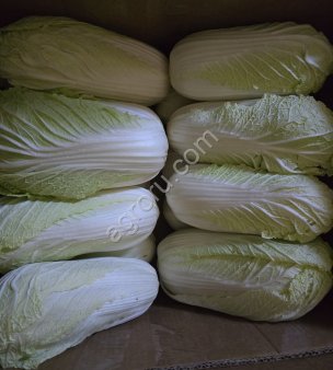 Пекинская капуста