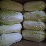 Пекинская капуста