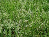 Райграс пастбищный, сорт Вик 66, РС1