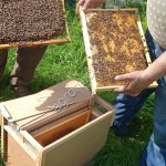 Пчелопакеты с пчелами