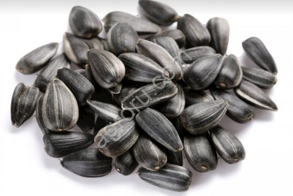 Подсолнечник Закупаю Самовывоз