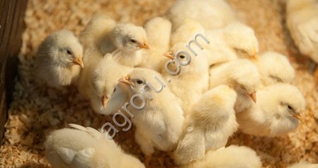 Вылупляющиеся цыплята и яйца бройлеров Росс 308 и Кобб 500