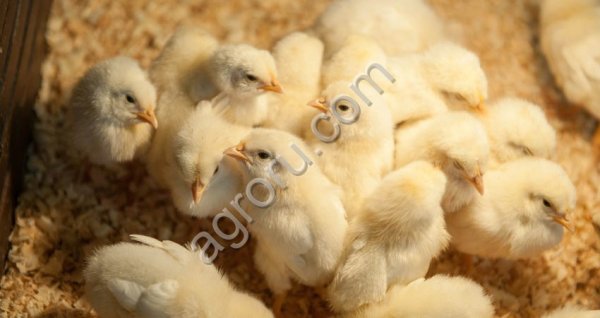 Вылупляющиеся цыплята и яйца бройлеров Росс 308 и Кобб 500