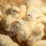 Вылупляющиеся цыплята и яйца бройлеров Росс 308 и Кобб 500
