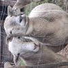 Баранчики чистокровные катумские