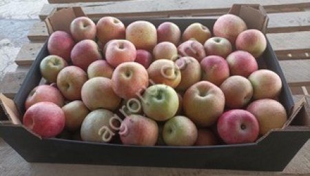 Яблоки Фуджи 65+ от производителя