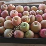 Яблоки Фуджи 65+ от производителя