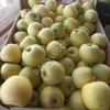 Яблоки Голден Делишес 65+ от производителя