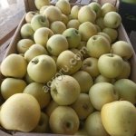 Яблоки Голден Делишес 65+ от производителя