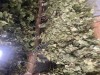 Березовые веники сухие