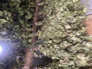 Березовые веники сухие