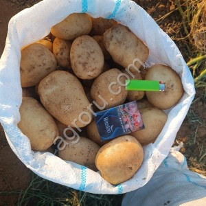 Картофель - Аризона, Ред Скарлетт