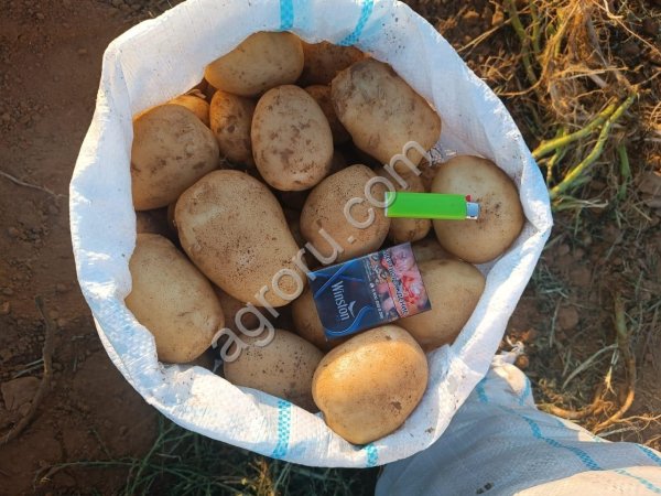 Картофель - Аризона, Ред Скарлетт