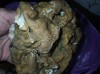 Грибы сморчки