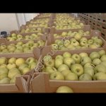 Яблоки качество