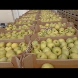 Яблоки качество