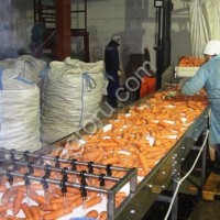 Линия производства морковного пюре и сока