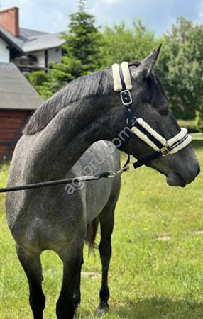 КВПН кобыла 4 г с Европы