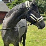 КВПН кобыла 4 г с Европы