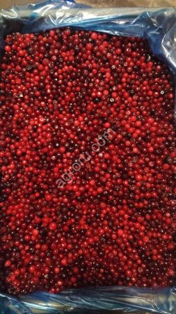 Брусника замороженная