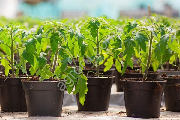 Рассада овощей