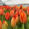 Тюльпаны в Красноярске к 8 марта и розницу.