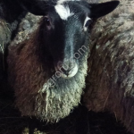 Романовские овцы