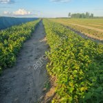 Сеянцы березы