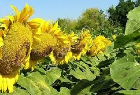 семена подсолнечника АЙ ДАР (КЛЕАРФИЛД)