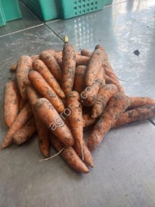 Морковь нестандарт