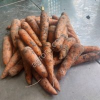 Морковь нестандарт