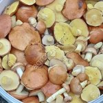 груздь мохнатый