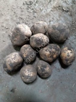 картофель
