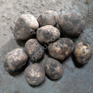 картофель