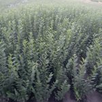 Кизильник блестящий