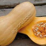 Тыква Оранж Саммер, Баттернат Матильда