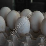 Яйцо гусиное инкубационное