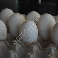Яйцо гусиное инкубационное