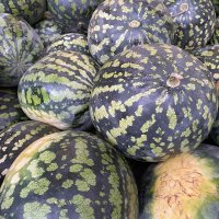 Арбуз оптом